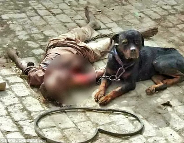 Rottweiler In Police Custody For Mauling Man To Death And Eating The Body.