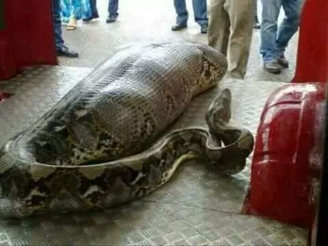 Strange How Snake Swallowed N36 million In Benue State JAMB Accounts Office